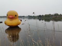 -杭州湾海上花田景区