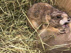 -藦茜花园宠物主题亲子互动体验馆(国顺东路店)