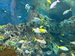 -上海海洋水族馆