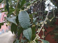 -长春观斋补堂素菜馆