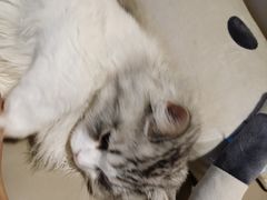 -猫腻·猫咖·撸猫馆(星光大道店)