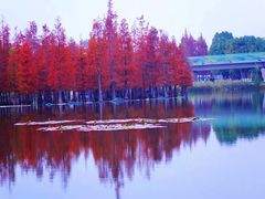 -白鹭湾湿地公园