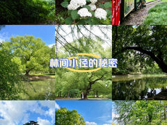 -上海共青森林公园