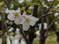 -西北湖绿化广场