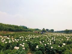 -扬州芍药园(仪征市)