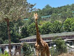 -大连森林动物园