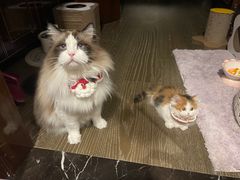 -momokira米努特·德文卷毛猫·棉花面纱犬