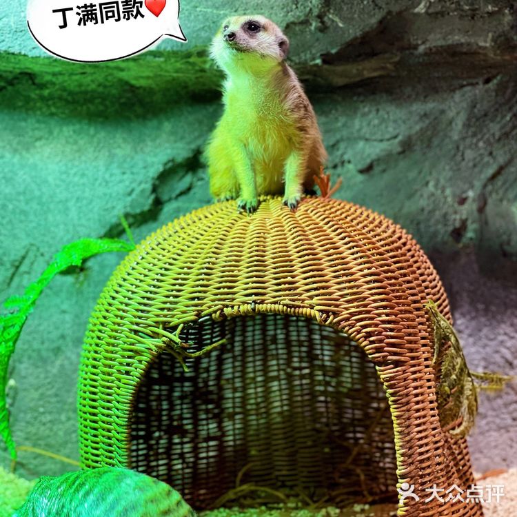 zoolung萌宠乐园[爱心]游记