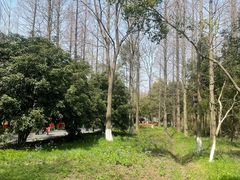 -东平国家森林公园