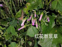 -洋湖国家湿地公园