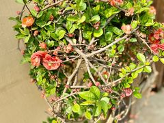 -三圣花乡旅游区