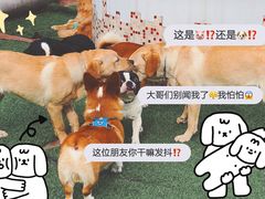 -汪说喵讲宠物乐园宠物酒店(红星美凯龙店)