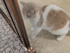 -momokira米努特·德文卷毛猫·棉花面纱犬