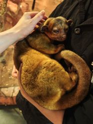 -Zoolung Zoolung动物主题公园(海信广场店)