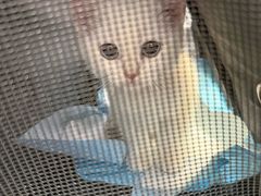 -艾贝尔宠物医院·宠保定点·超声绝育·免疫点(樱花路店)