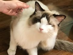 -绒爪撸猫下午茶·猫咖