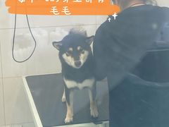 -柚子宠物(伊珊娜调理店)