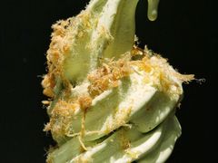 -喜茶(深圳东门1234店)