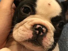 -柯斗斗主题餐厅·狗咖·围炉煮茶·茶饮(国瑞升平里店)