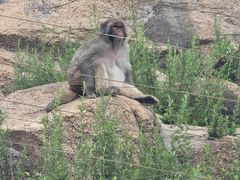 -西霞口神雕山野生动物世界
