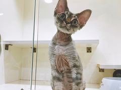 -十年猫舍·猫咪专门店(普陀店)