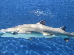 -上海海洋水族馆