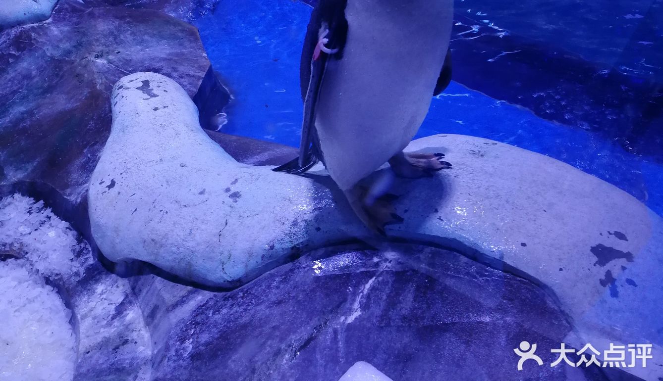 上海游玩攻略之海昌海洋公园