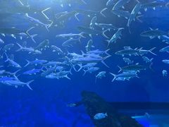-海合安武汉极地海洋公园