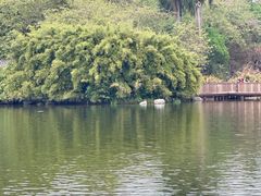 -海珠湖公园