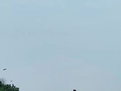 -日照海滨国家森林公园