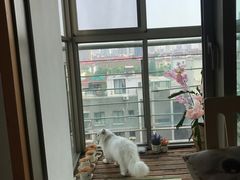 -猫在这儿猫咪咖啡馆·撸猫馆