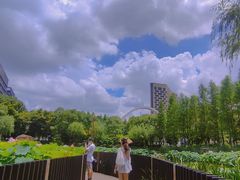 -陈家山荷花公园