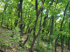 -帽儿山国家森林公园