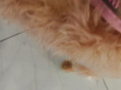 -艾吉宠物医院·疑难杂症转诊中心·猫友好(碧江路院)