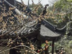 -香雪海