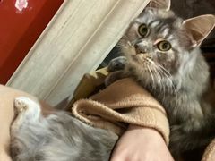 -猫色咖啡·猫咖