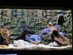 -上海海洋水族馆