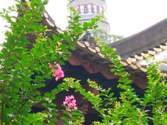 -顺峰山公园