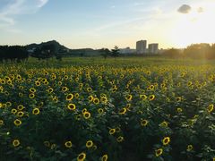 -光明小镇欢乐田园