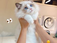 -lincat·猫舍(广州店)