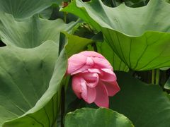 -洛阳市隋唐城遗址植物园