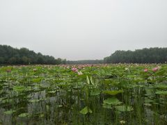 -东郊湿地公园
