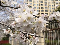 -高东镇樱花园