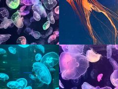 -海合安成都极地海洋公园