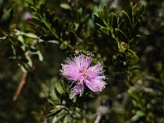 -墨尔本皇家植物园