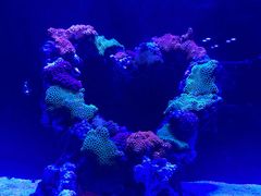 -海合安武汉极地海洋公园