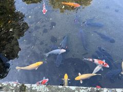 -水前寺成趣园