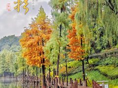 -重庆彩云湖湿地公园