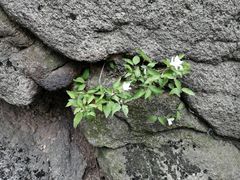 -沂蒙山旅游区云蒙景区(蒙山国家森林公园)