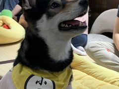 -逗柴咖啡屋·狗咖猫咖宠物桌游